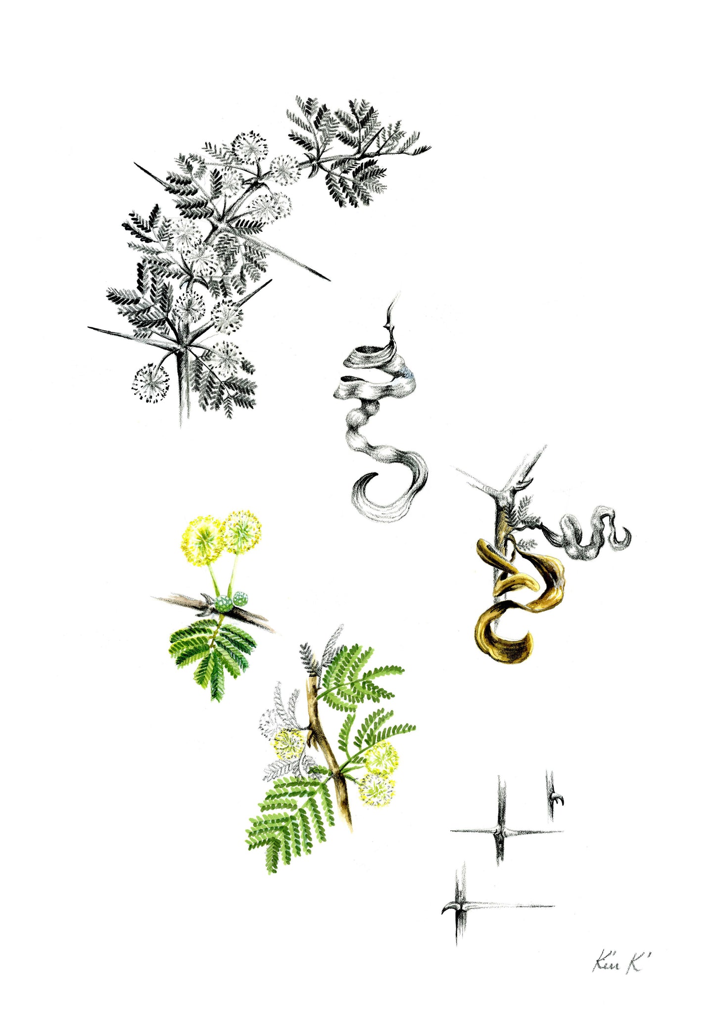 acacia foliage & pods | mixed media