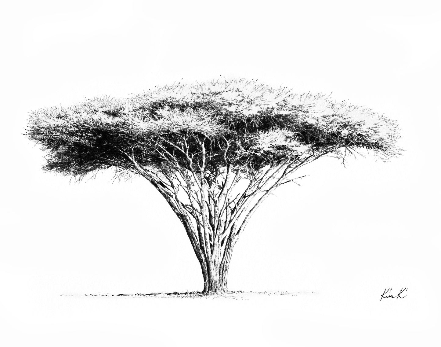 acacia tortilis tree | pen & ink