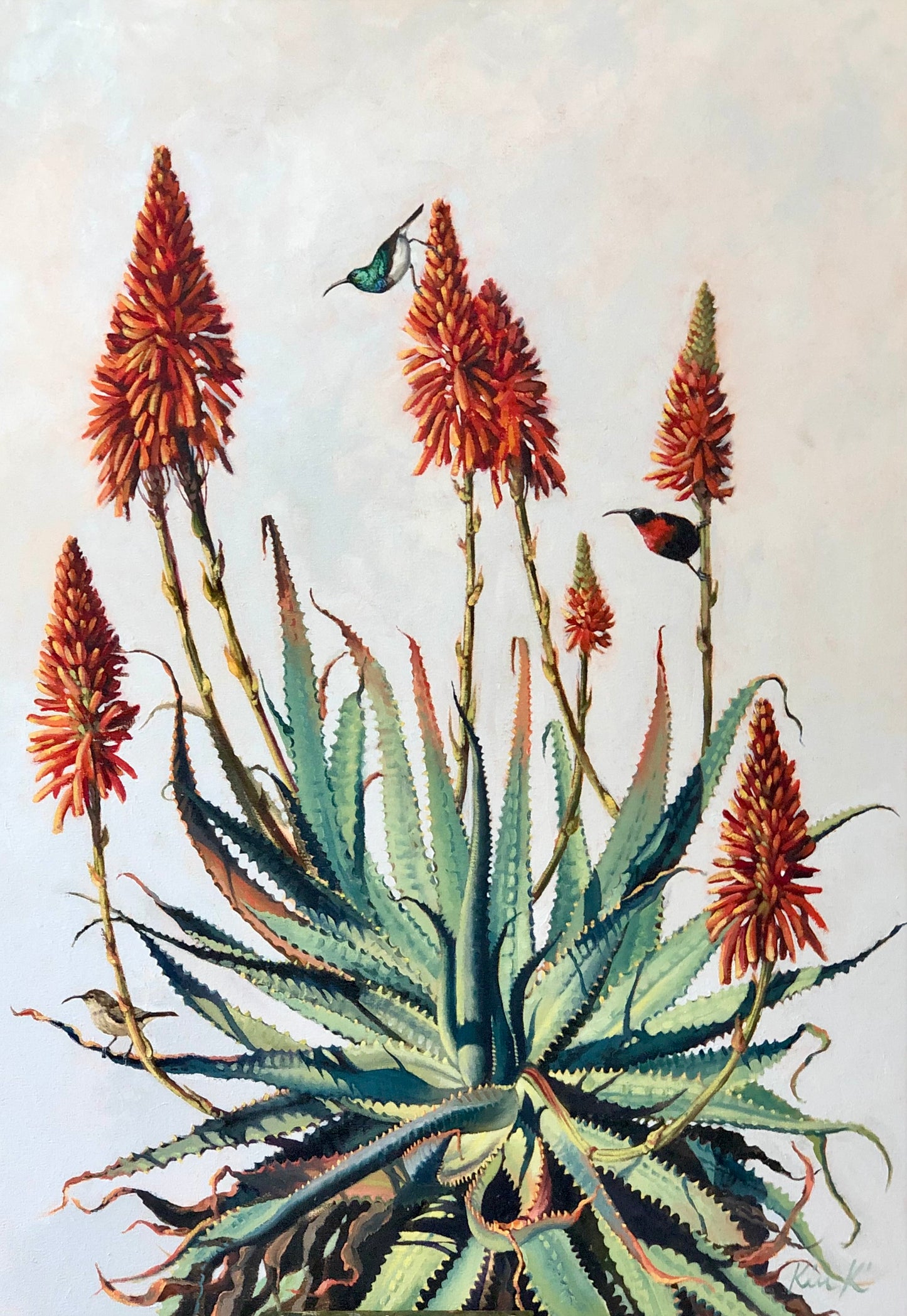 aloe & white bellied sunbird | oil on canvas