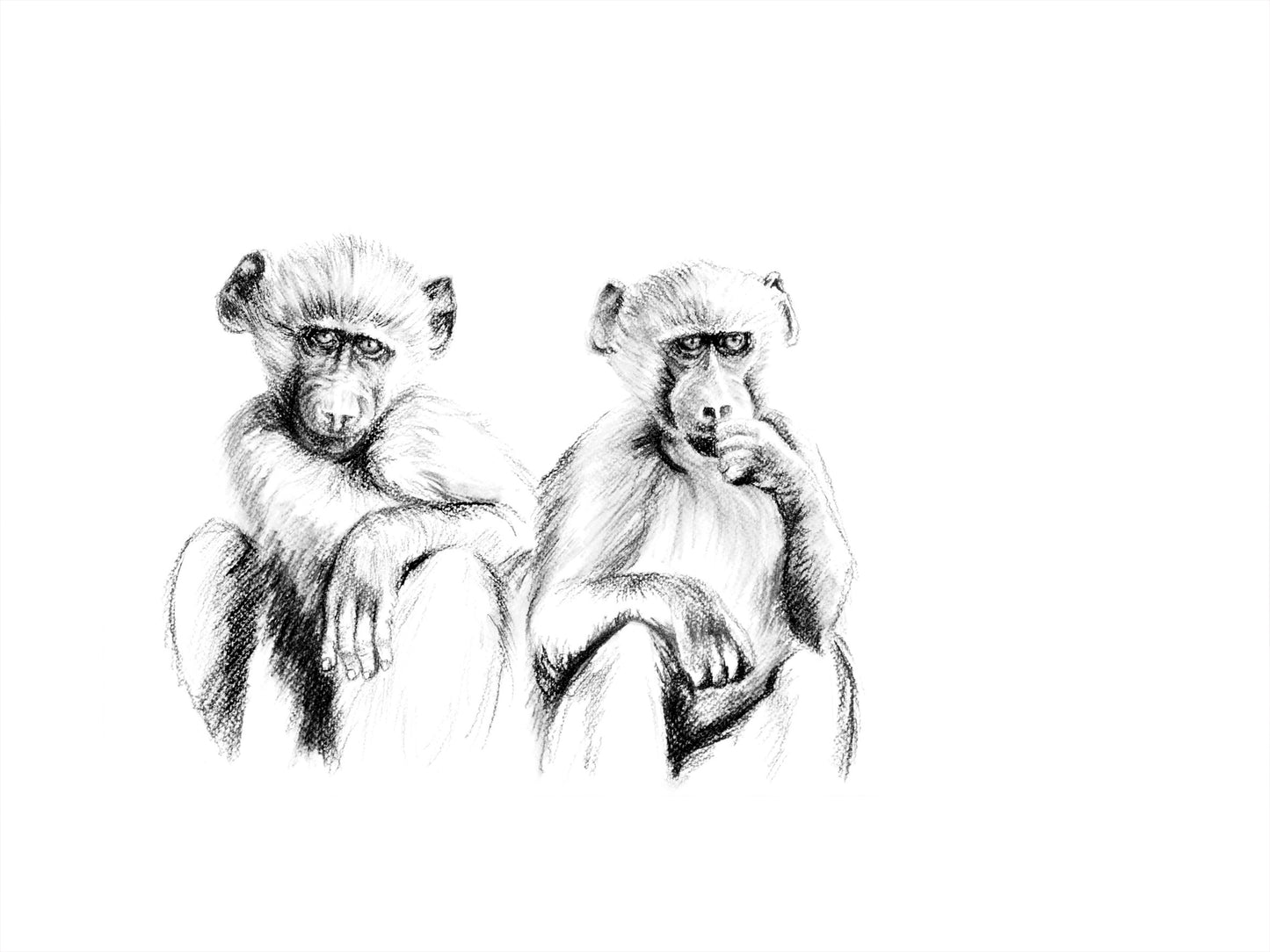 baboon babies | charcoal