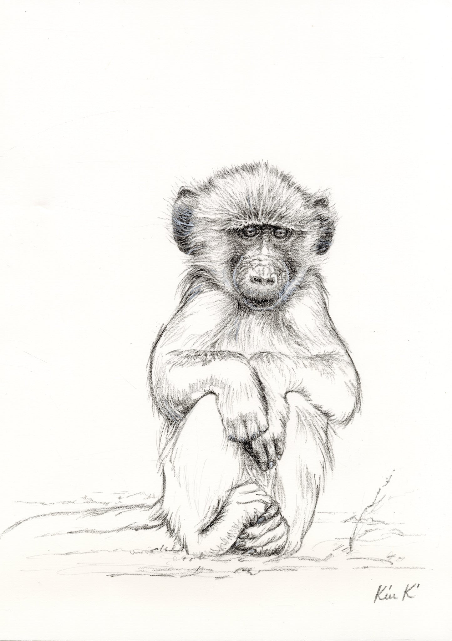 baboon baby holding hands & feet | graphite