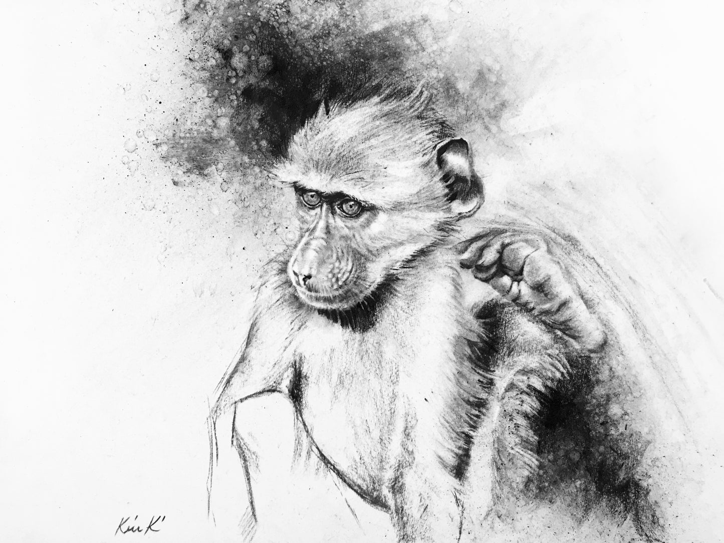 baboon baby scratching | charcoal