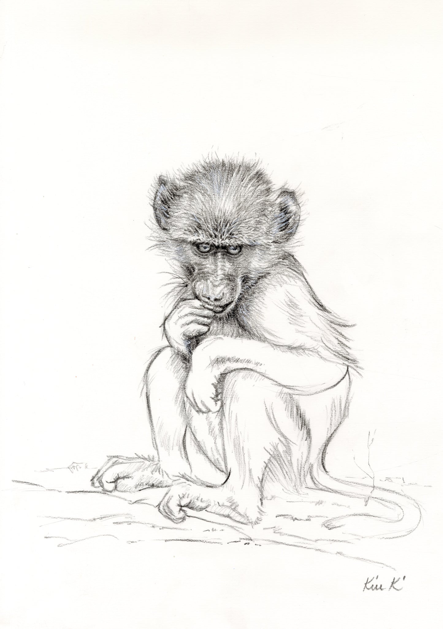 baby baboon | graphite