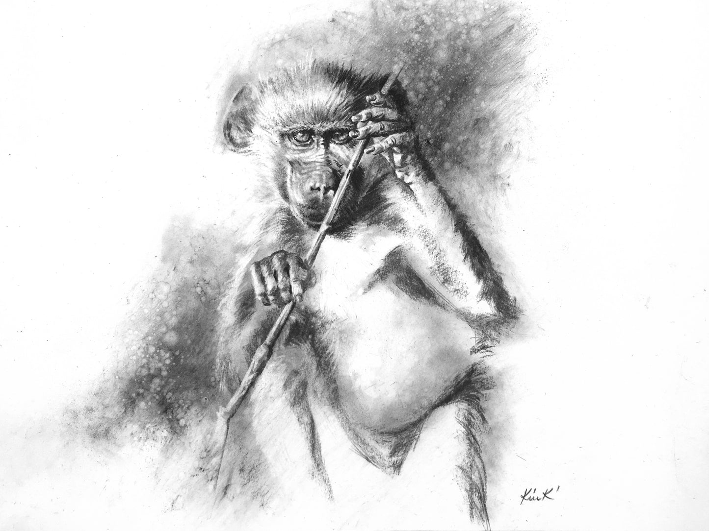 baboon baby with a stick | charcoal