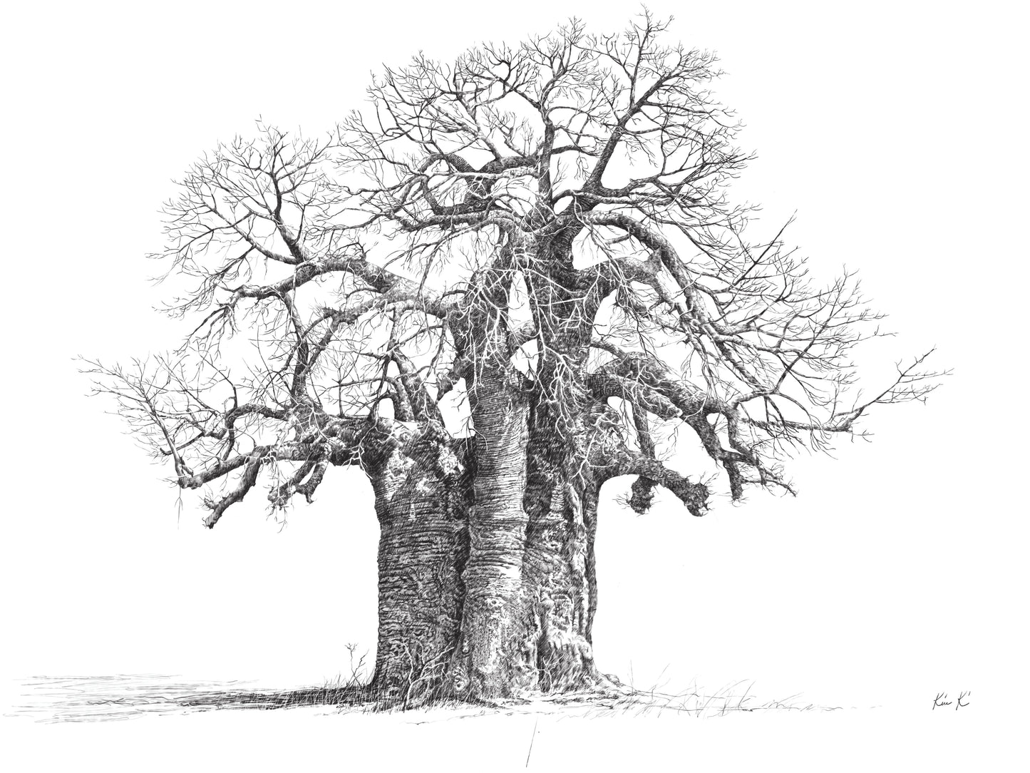baobab tree | pen & ink