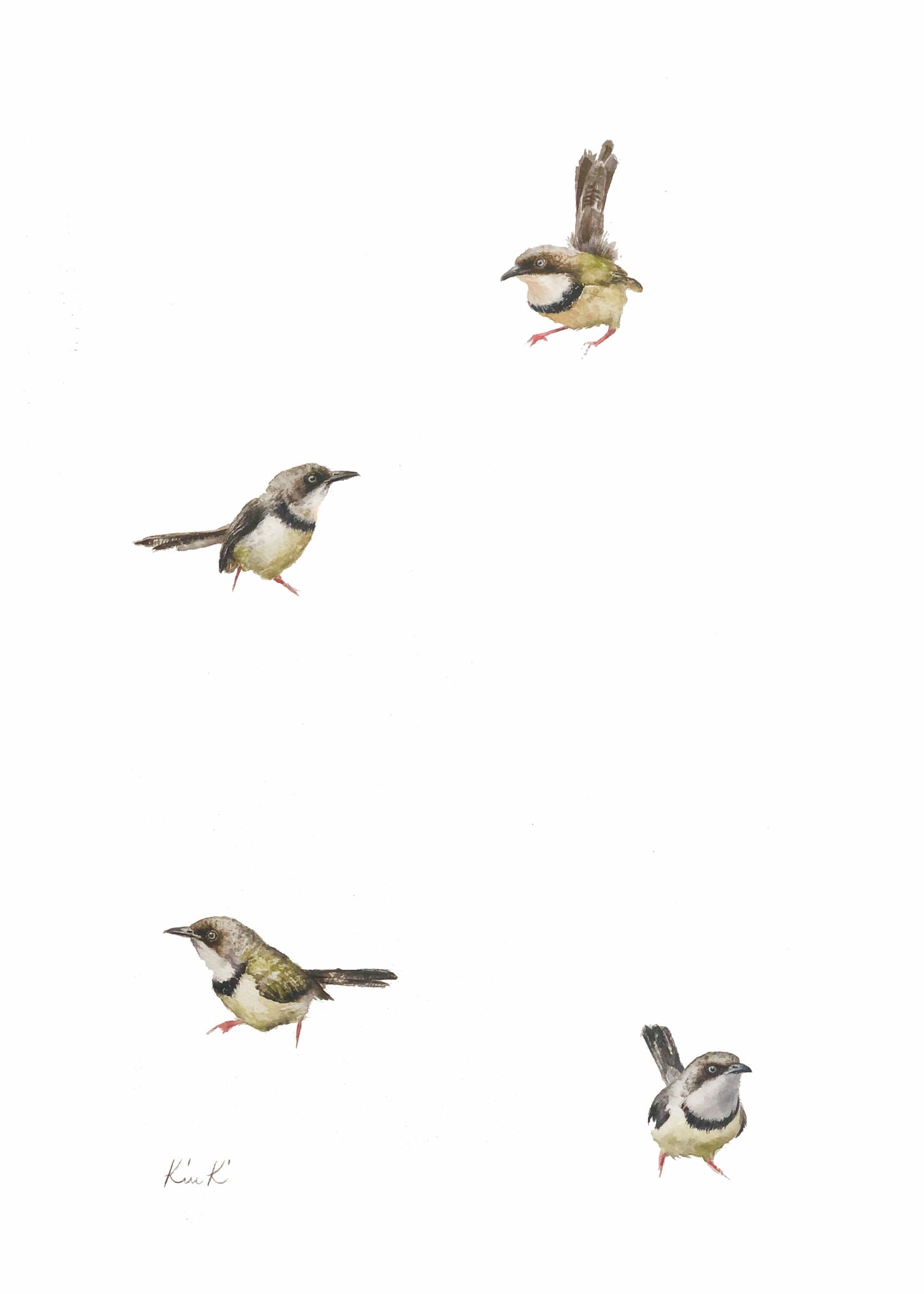 bar throated apalis | watercolour