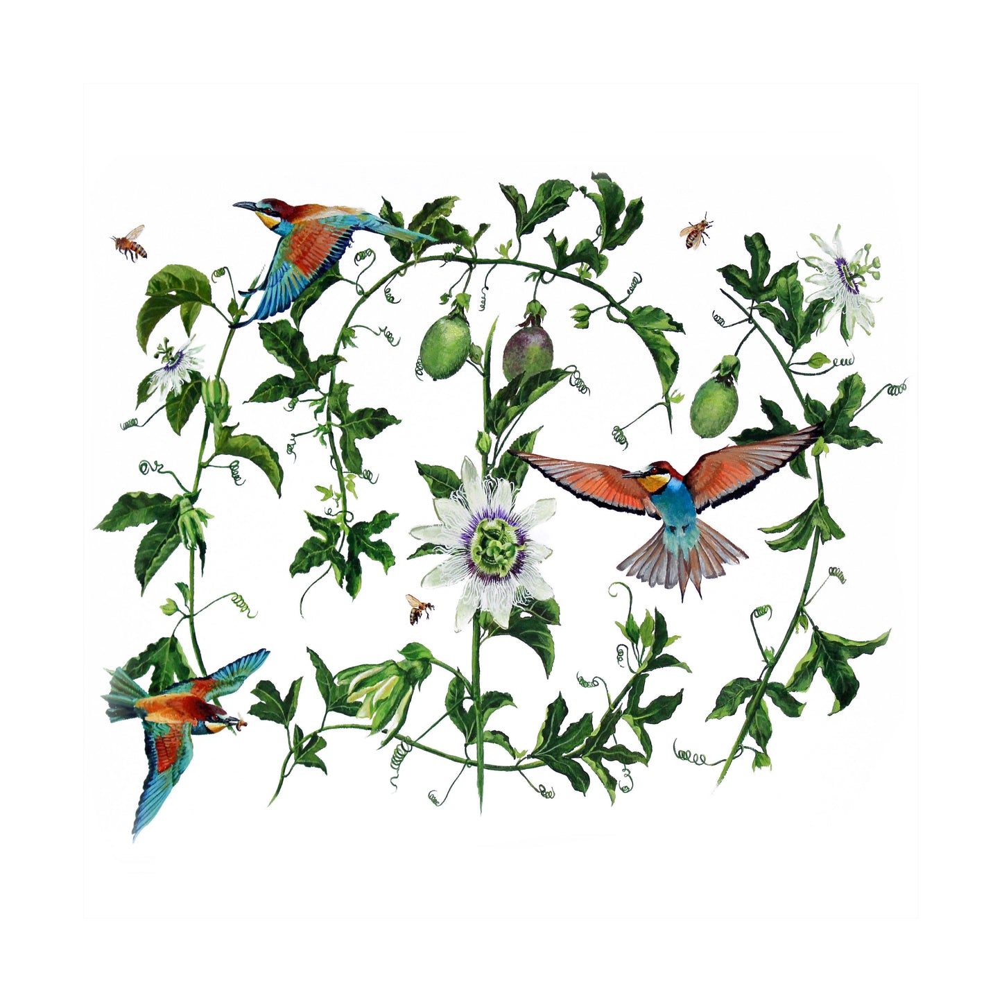 passionfruit vines & bee eaters | watercolour