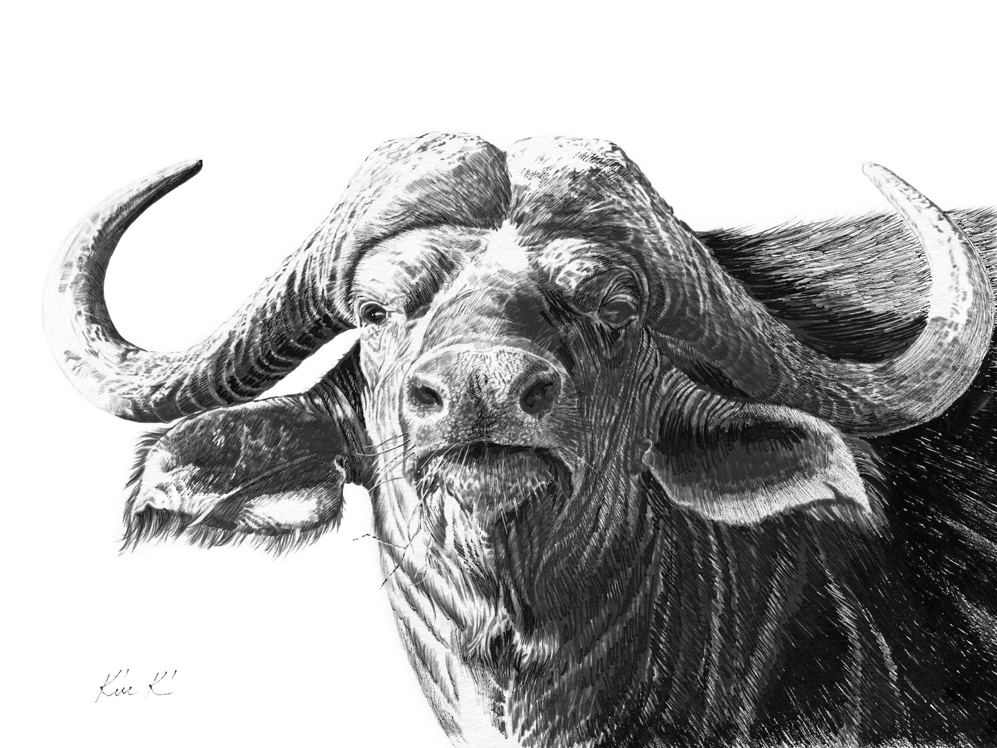 buffalo | pen & ink