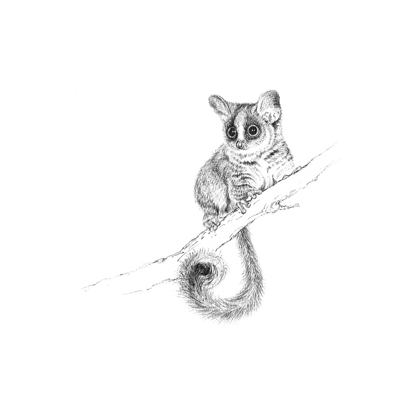 bush baby | pen & ink