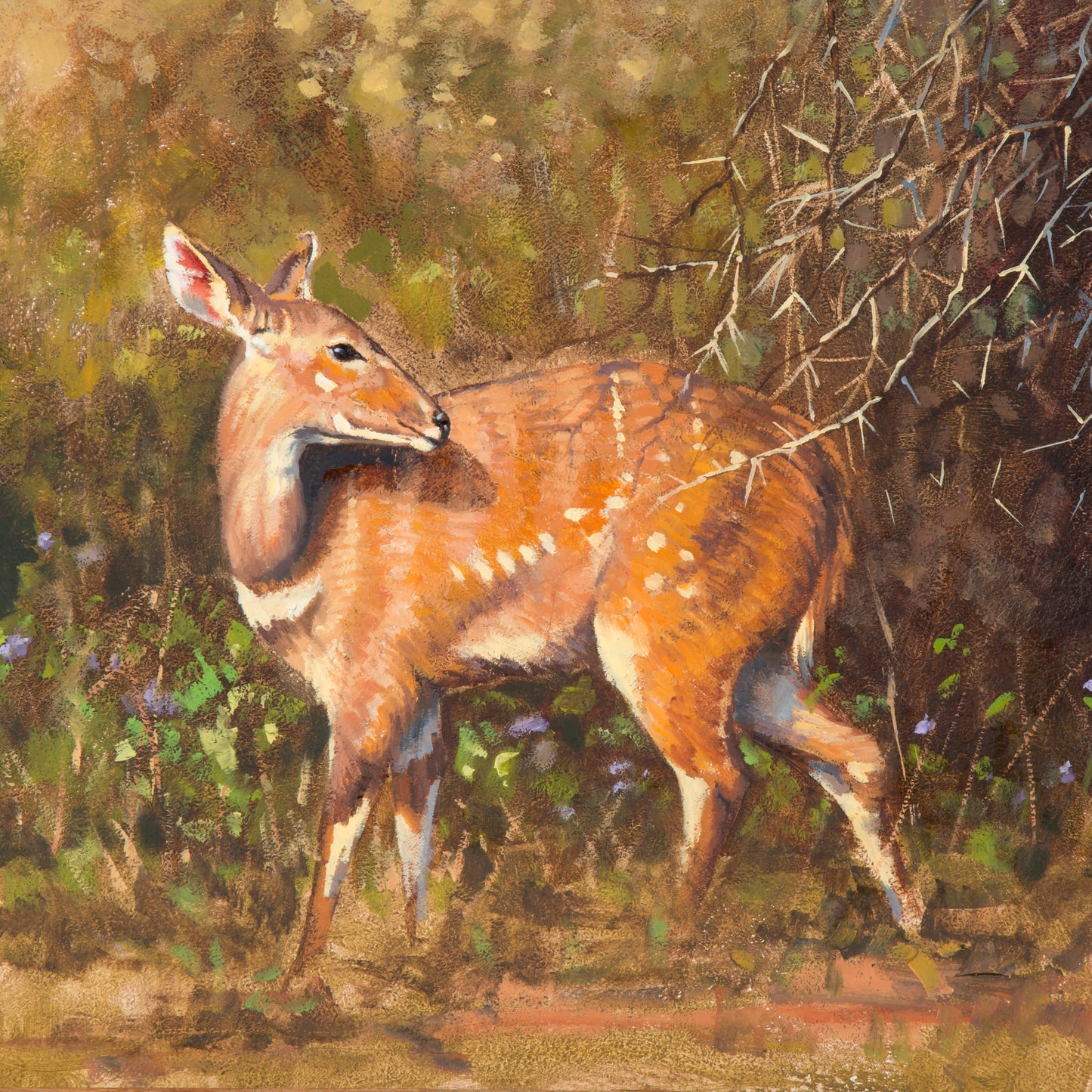 bushbuck ewe | oil on canvas