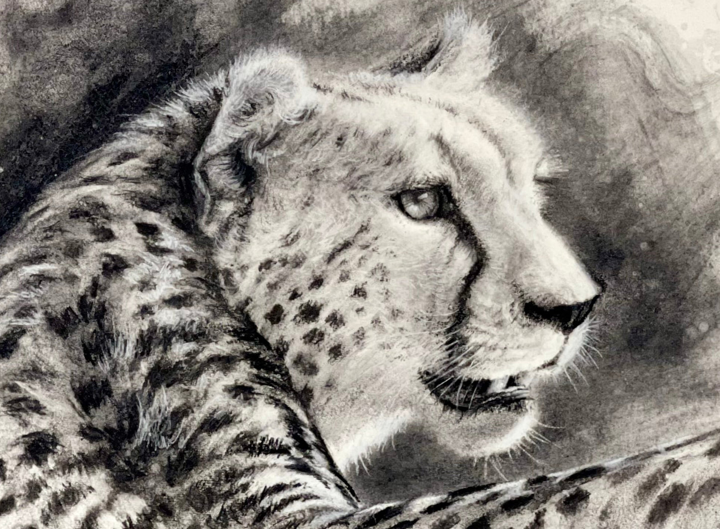 cheetah | charcoal on paper