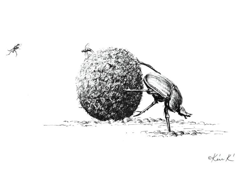 dung beetle and insects | pen & ink