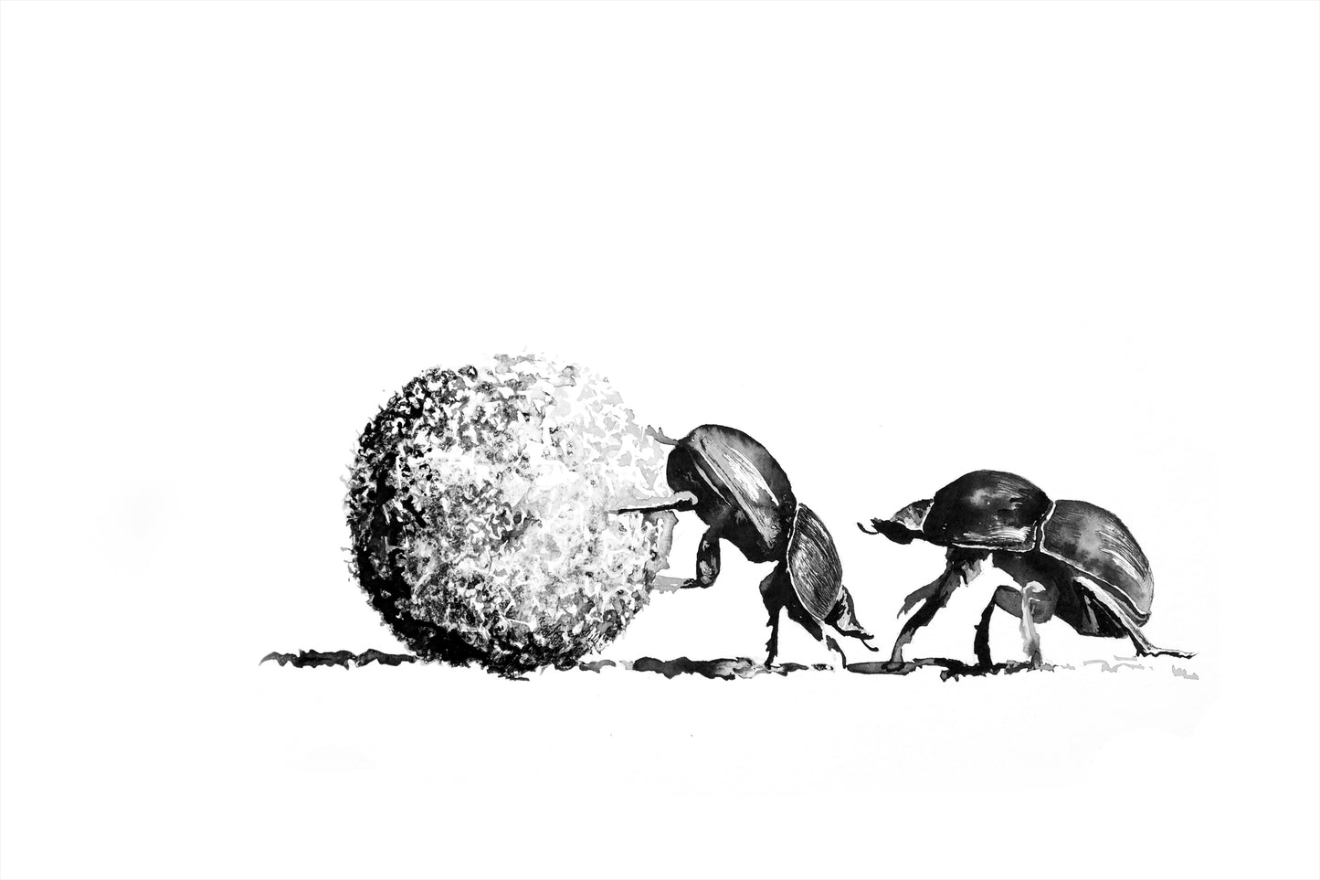 dungbeetle pair rolling | indian ink