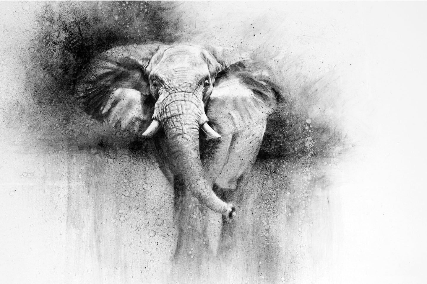 'Amboseli Ele' | charcoal
