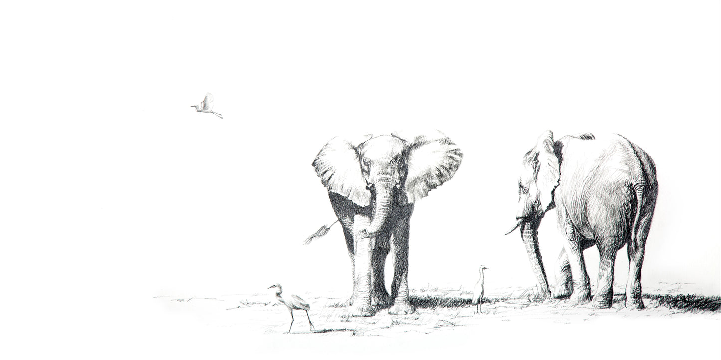 ele teenager - kariba | graphite