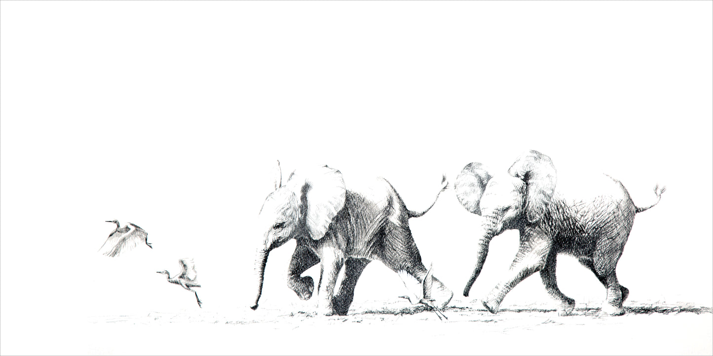 elephant calves chasing egrets | graphite