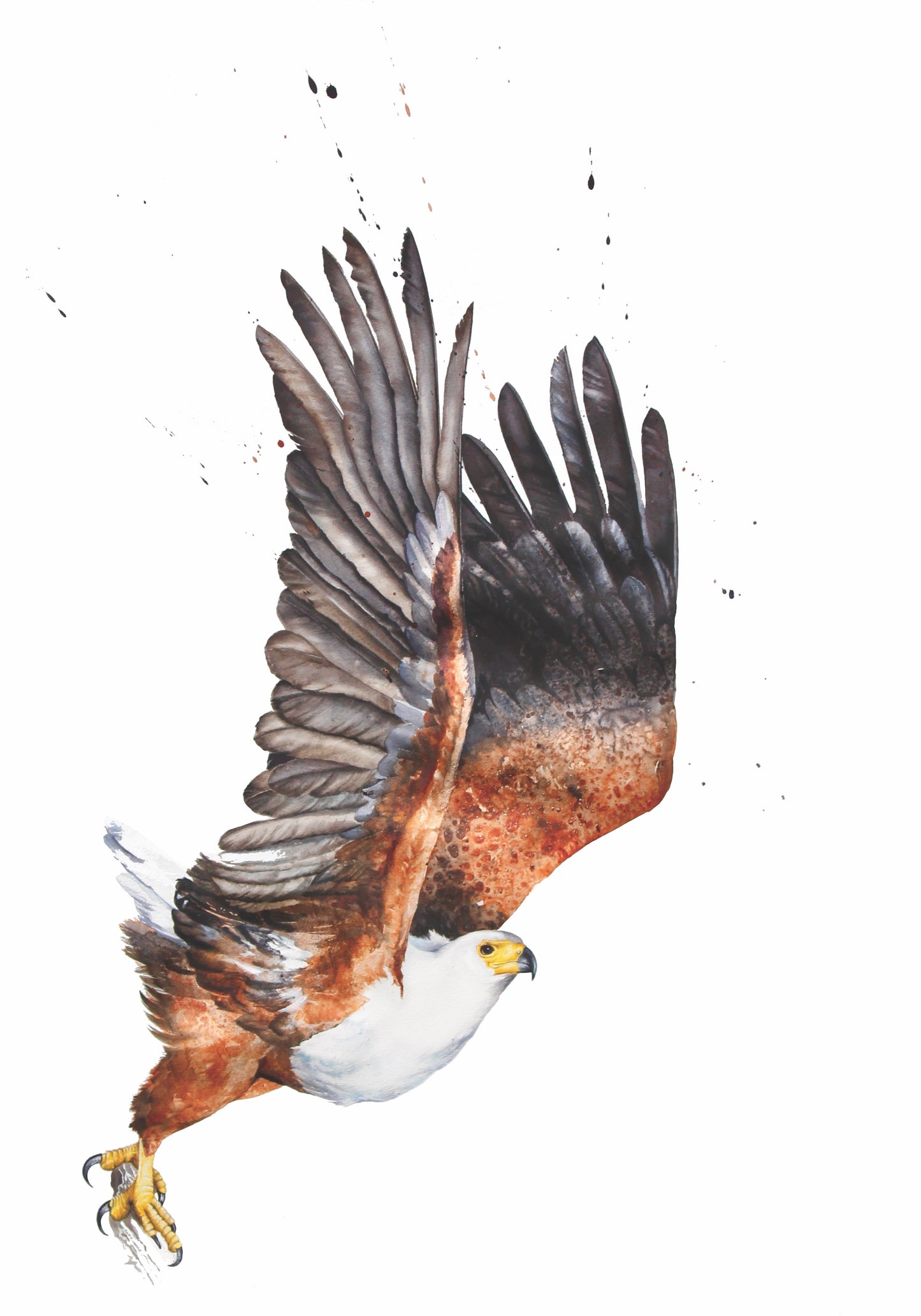 fish eagle on the hunt I | watercolour