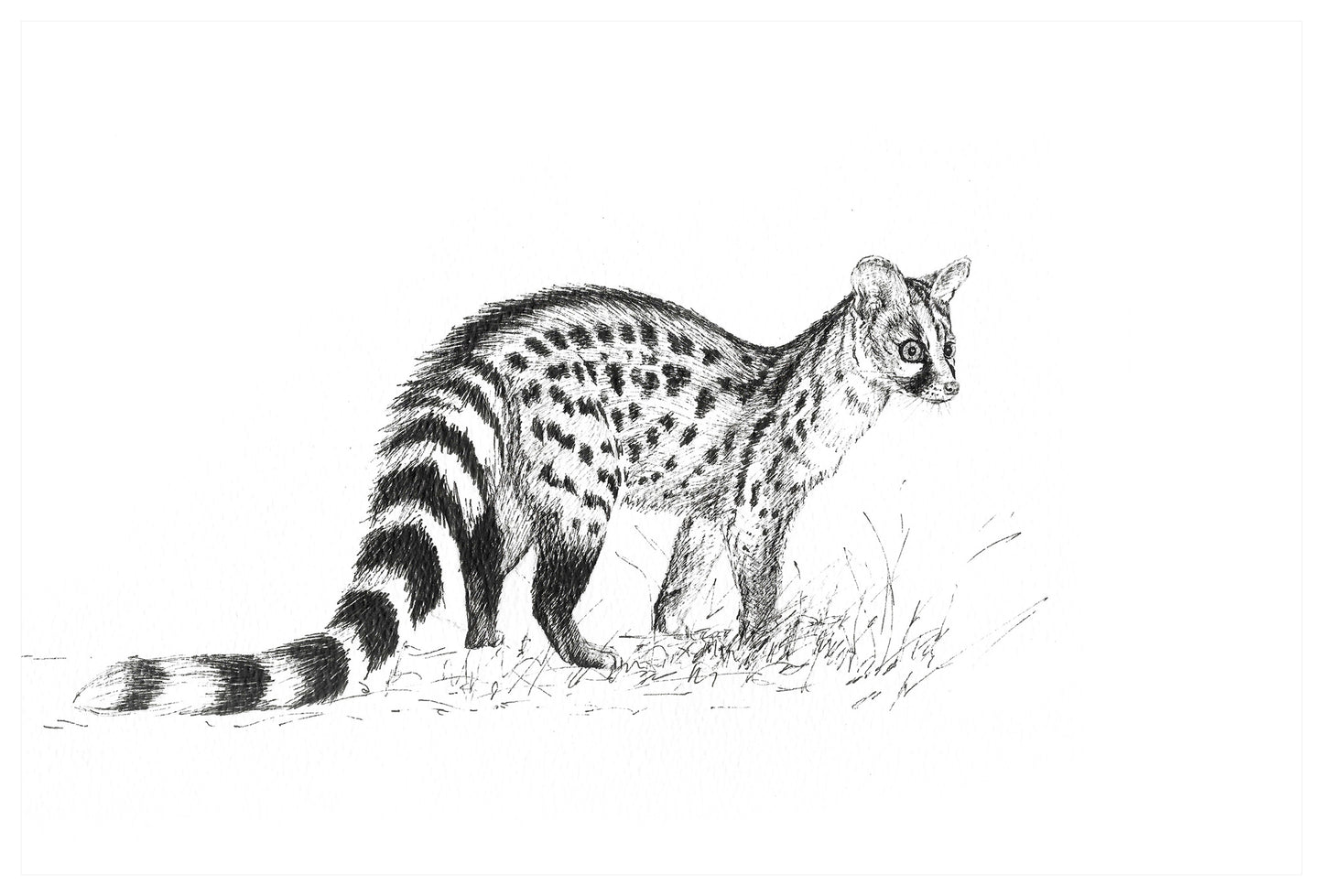 genet cat | pen & ink