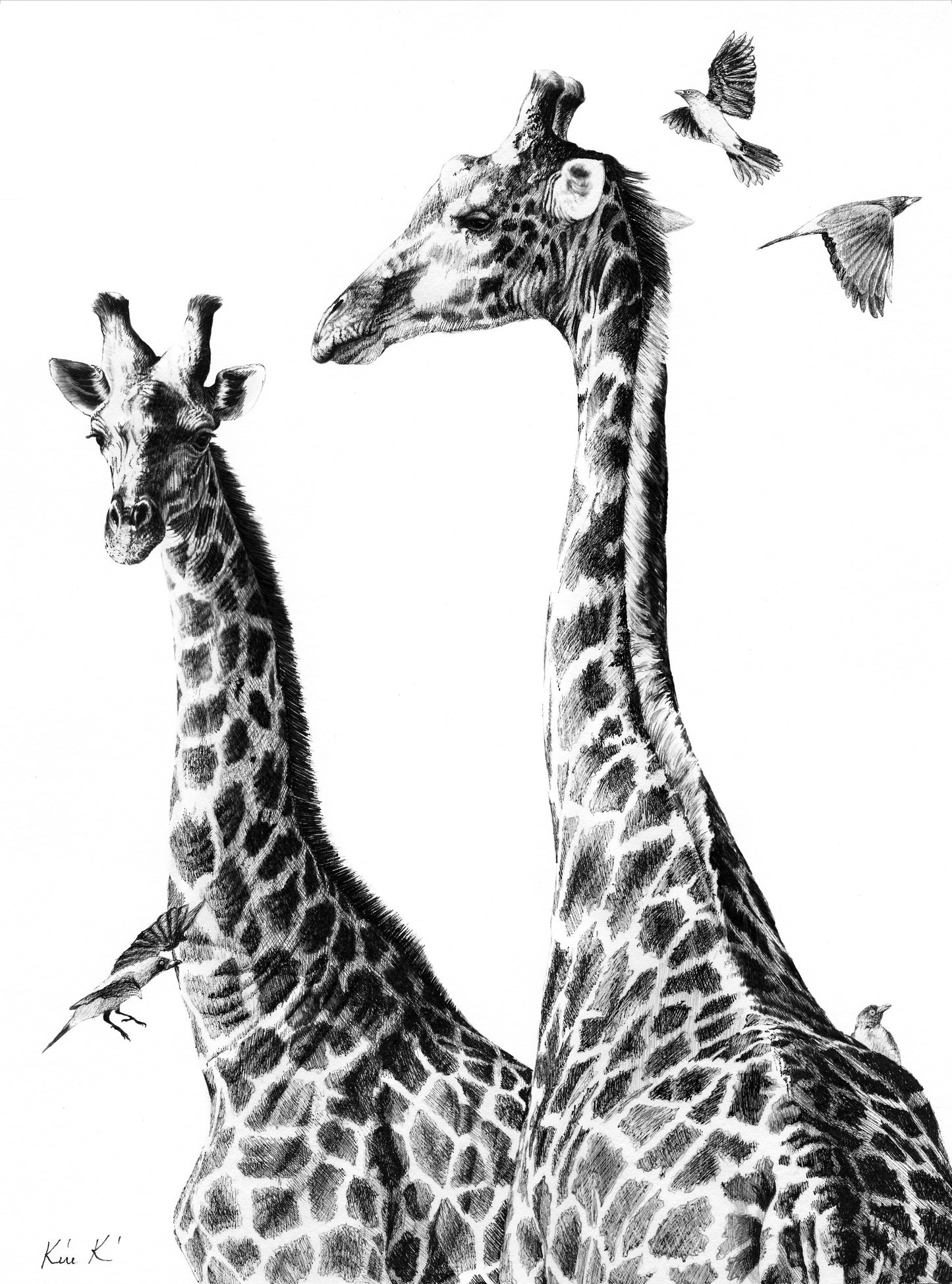 giraffe and oxpeckers | pen & ink