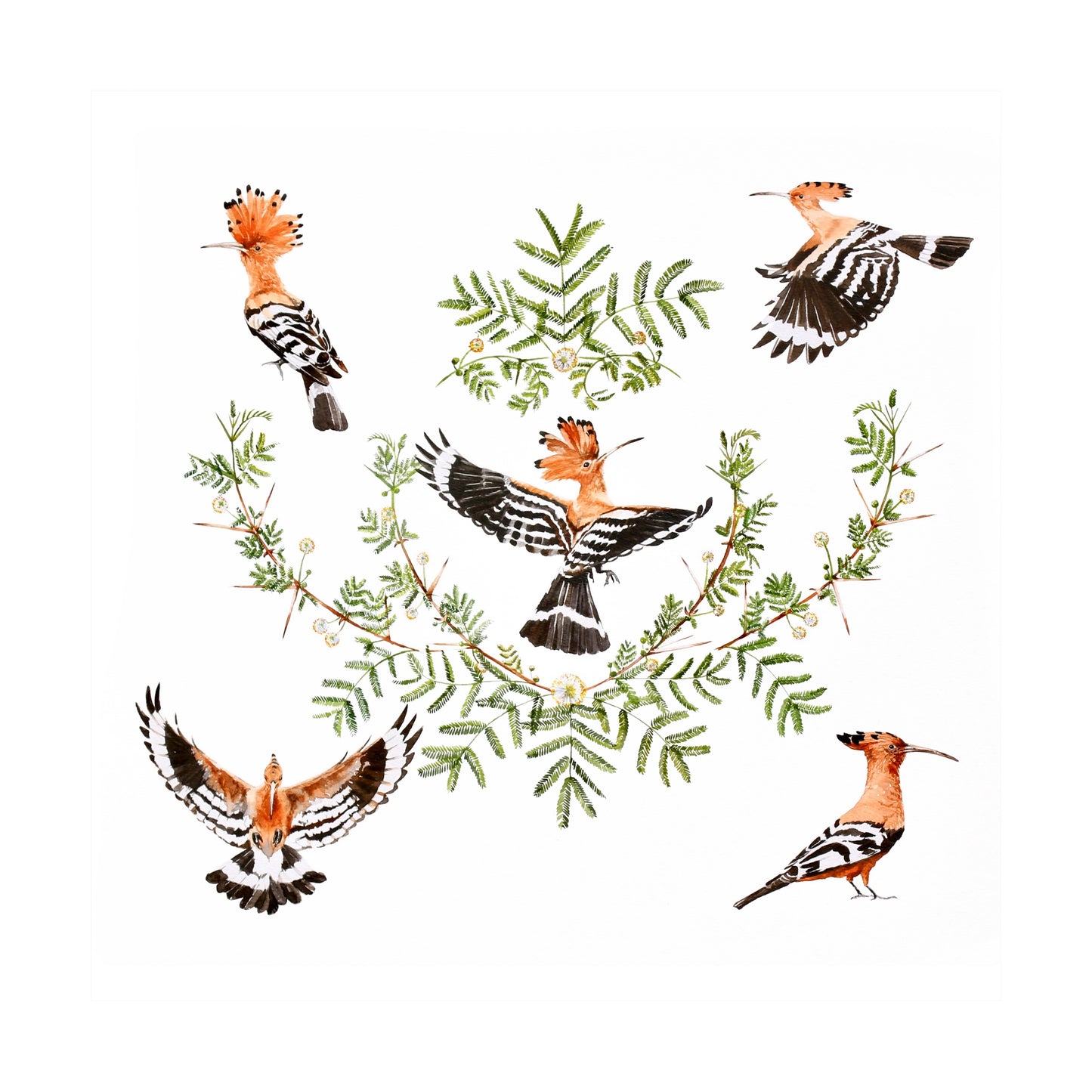 acacia & hoopoe | watercolour