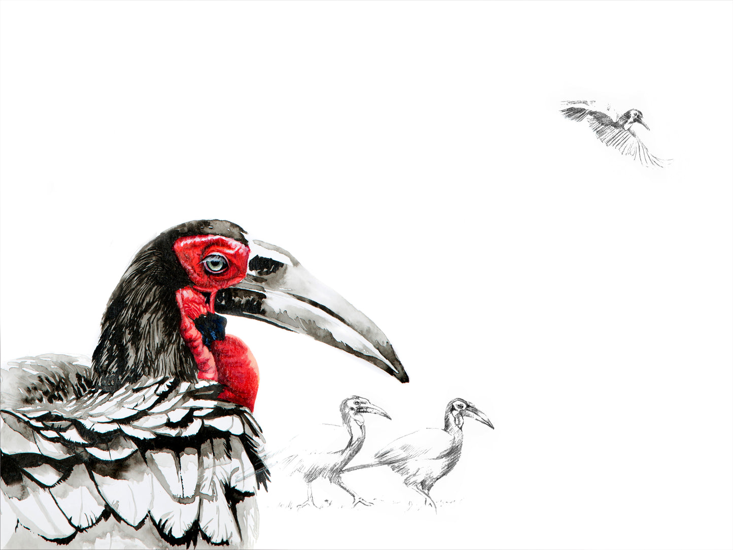 'ground hornbill' | watercolour & graphite