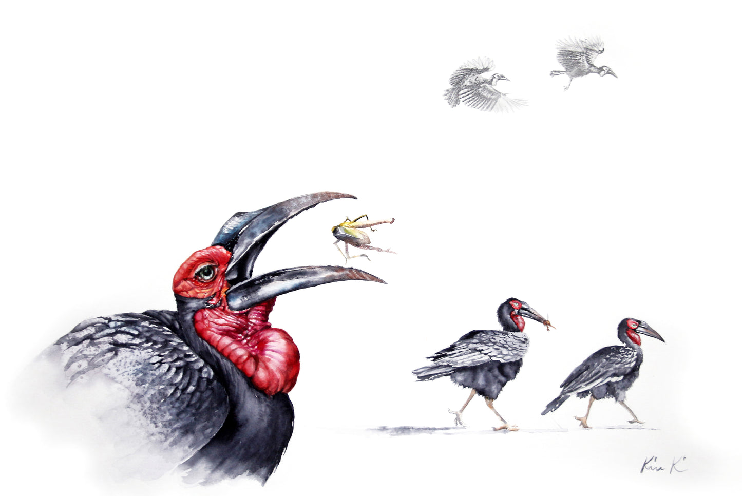 'ground hornbill with crickets' | watercolour & graphite
