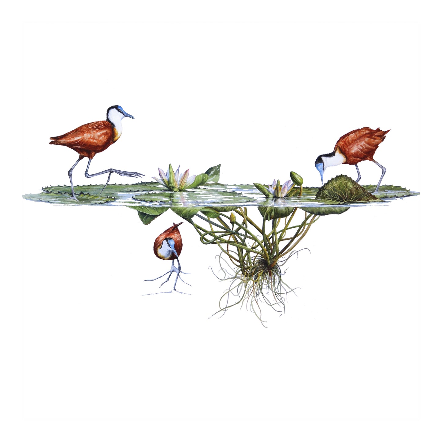 jacanas | watercolour