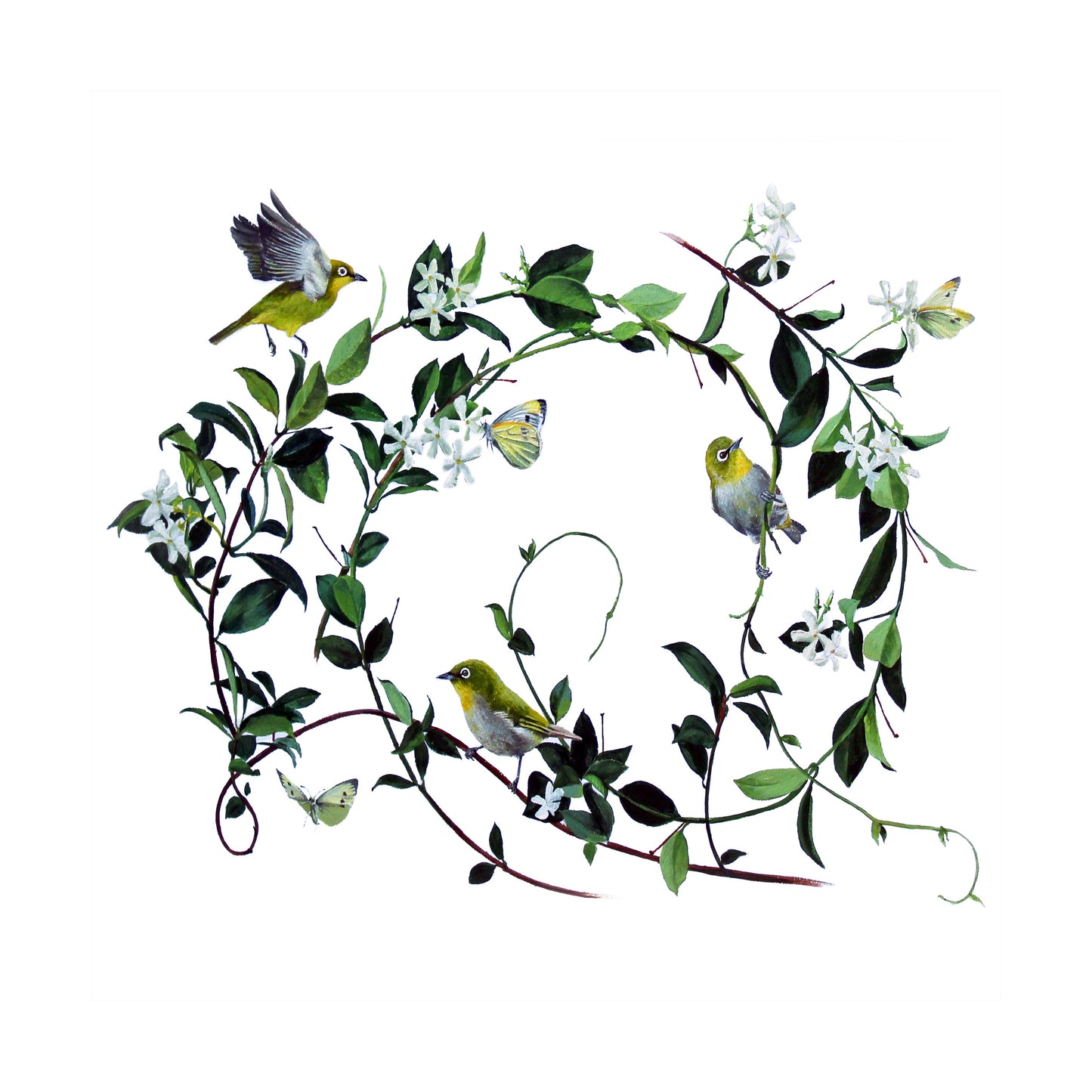 jasmine & cape white eye | watercolour