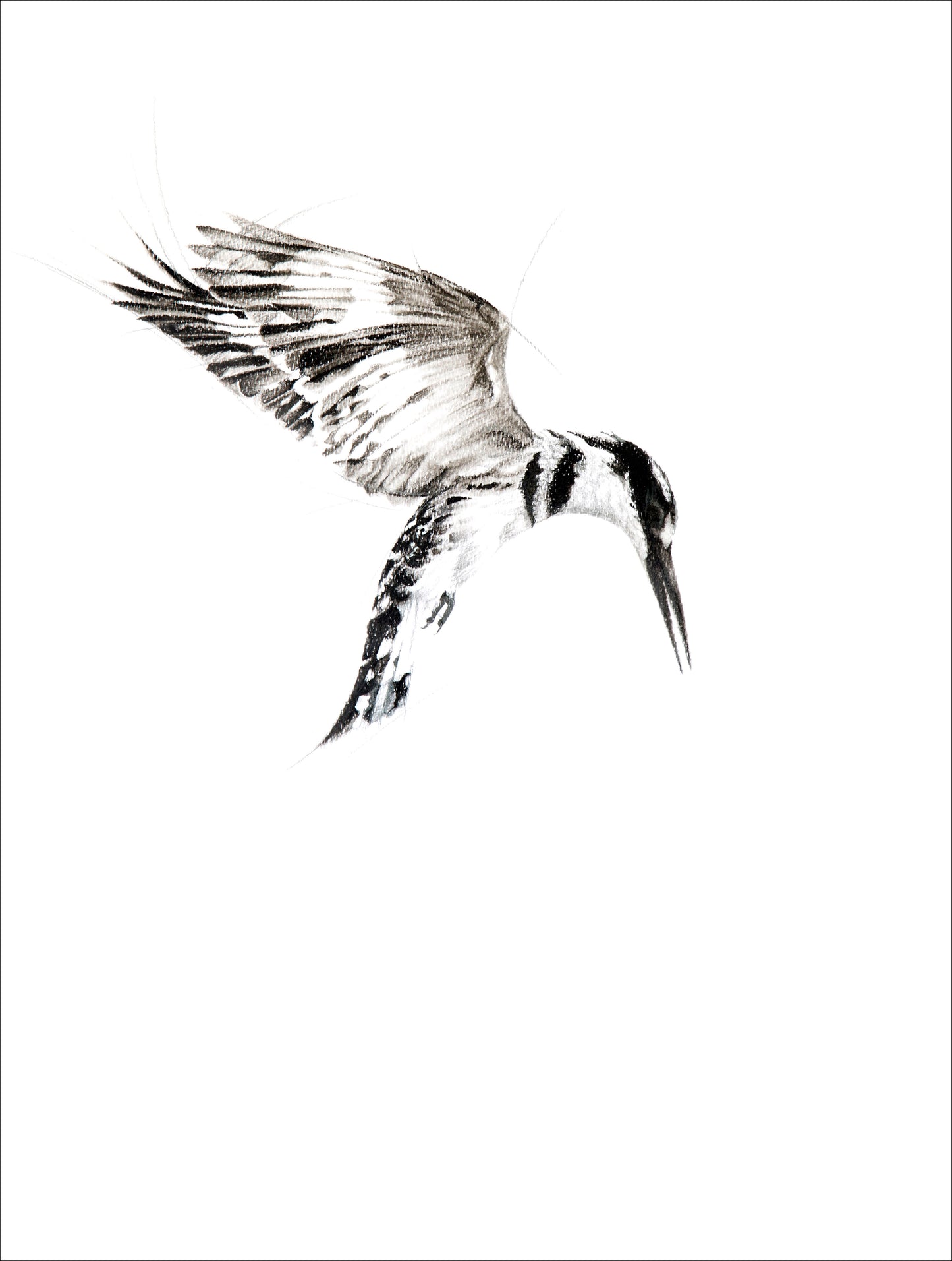 kingfisher I | pen & ink