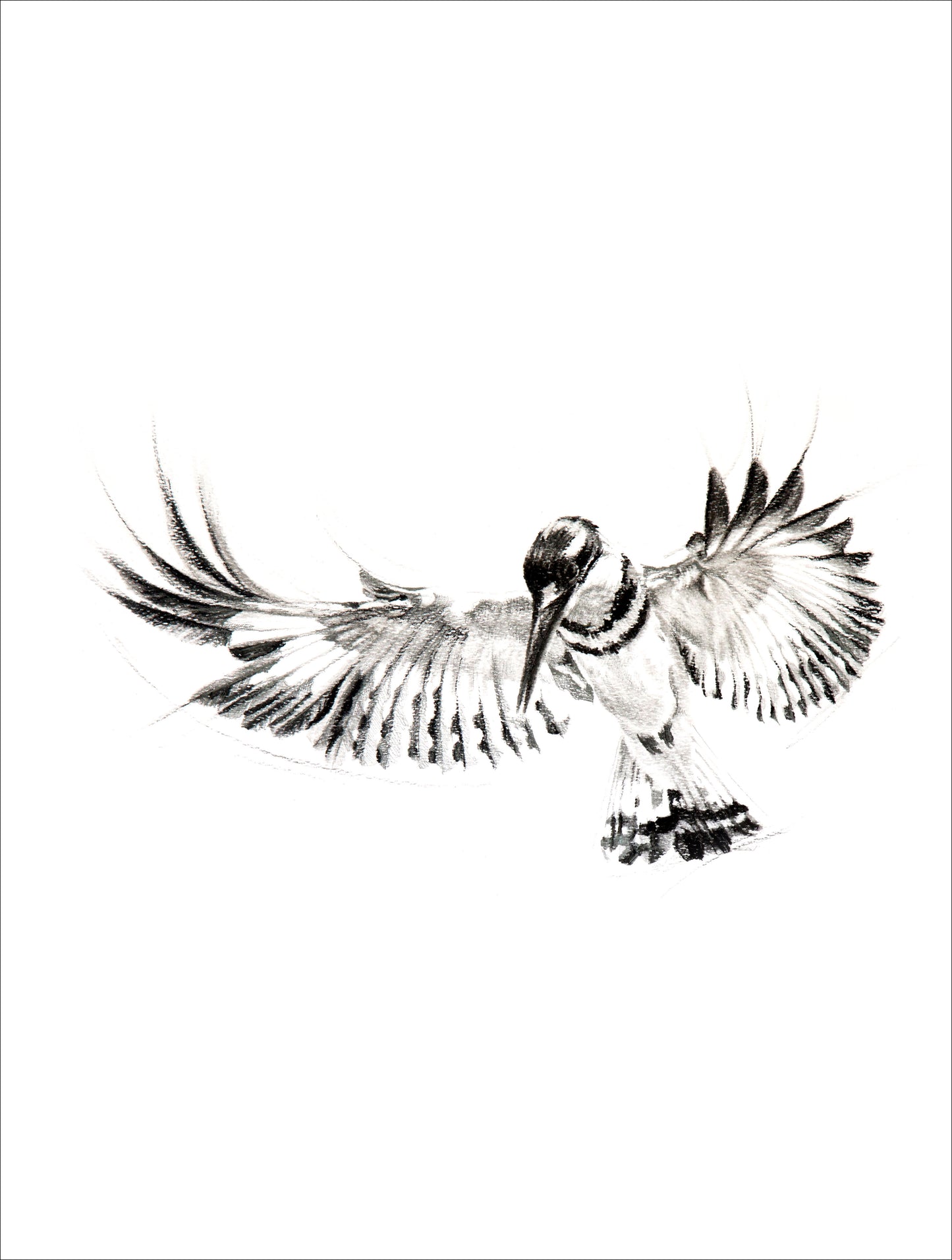 kingfisher II | pen & ink