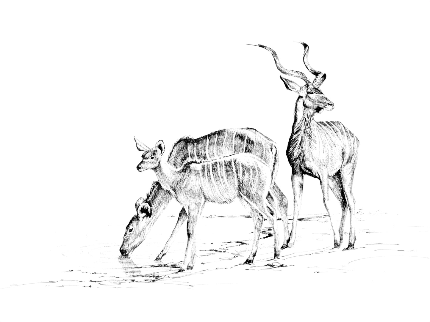 kudu family | pen & ink