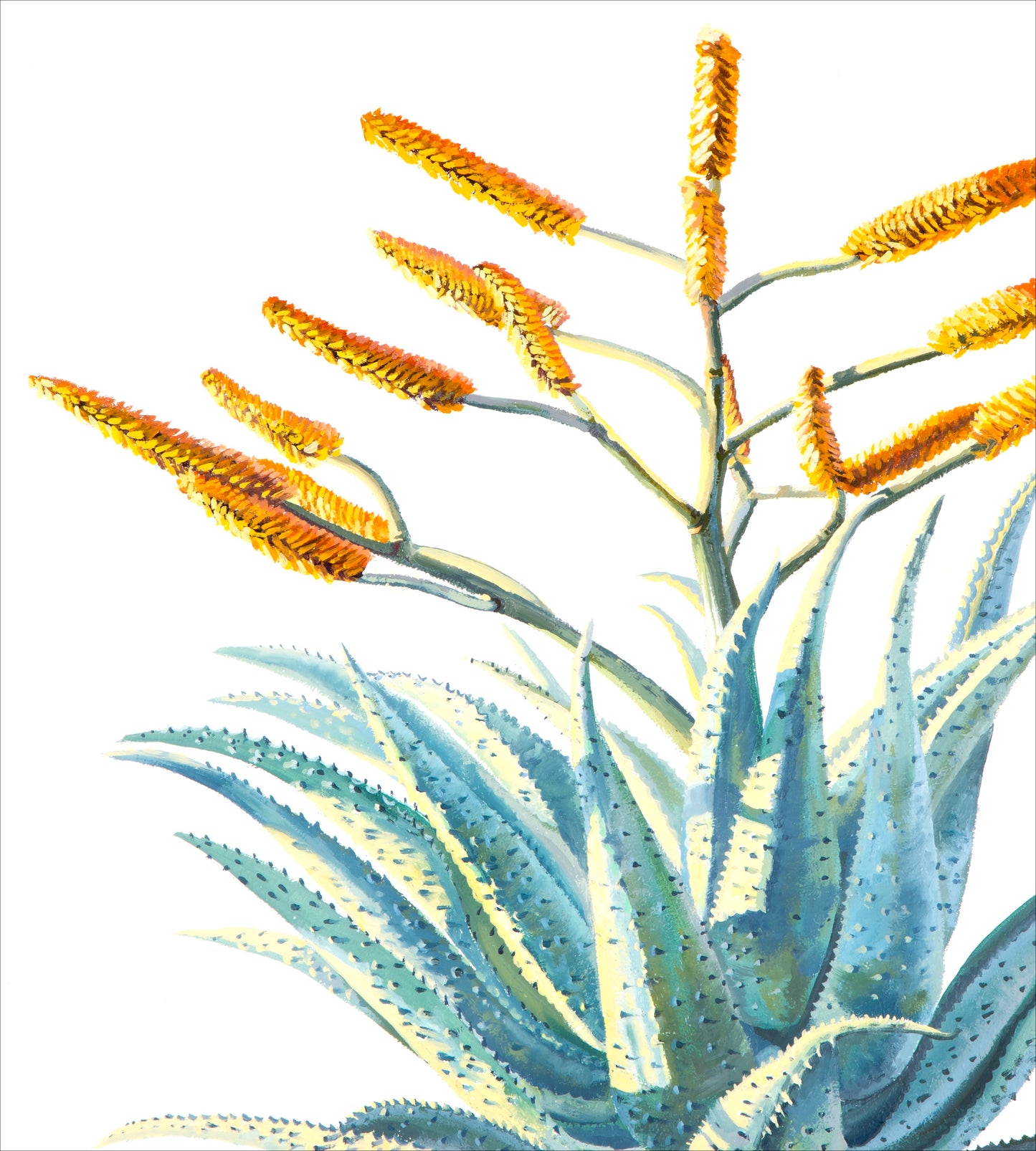 Aloe Marlothii | oil on canvas