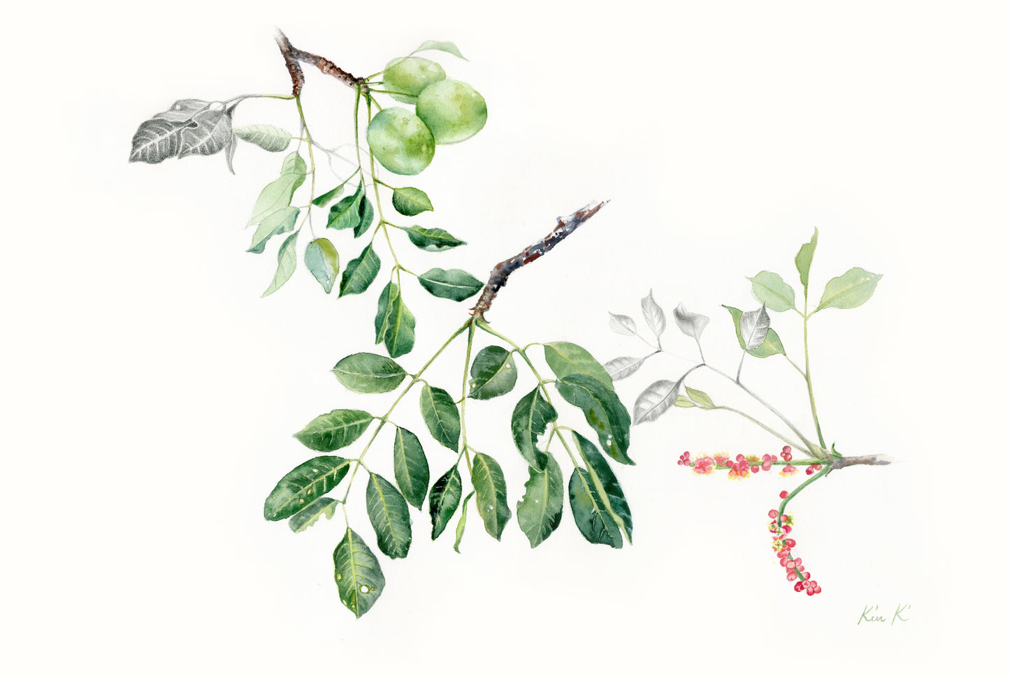 marula | watercolour & graphite