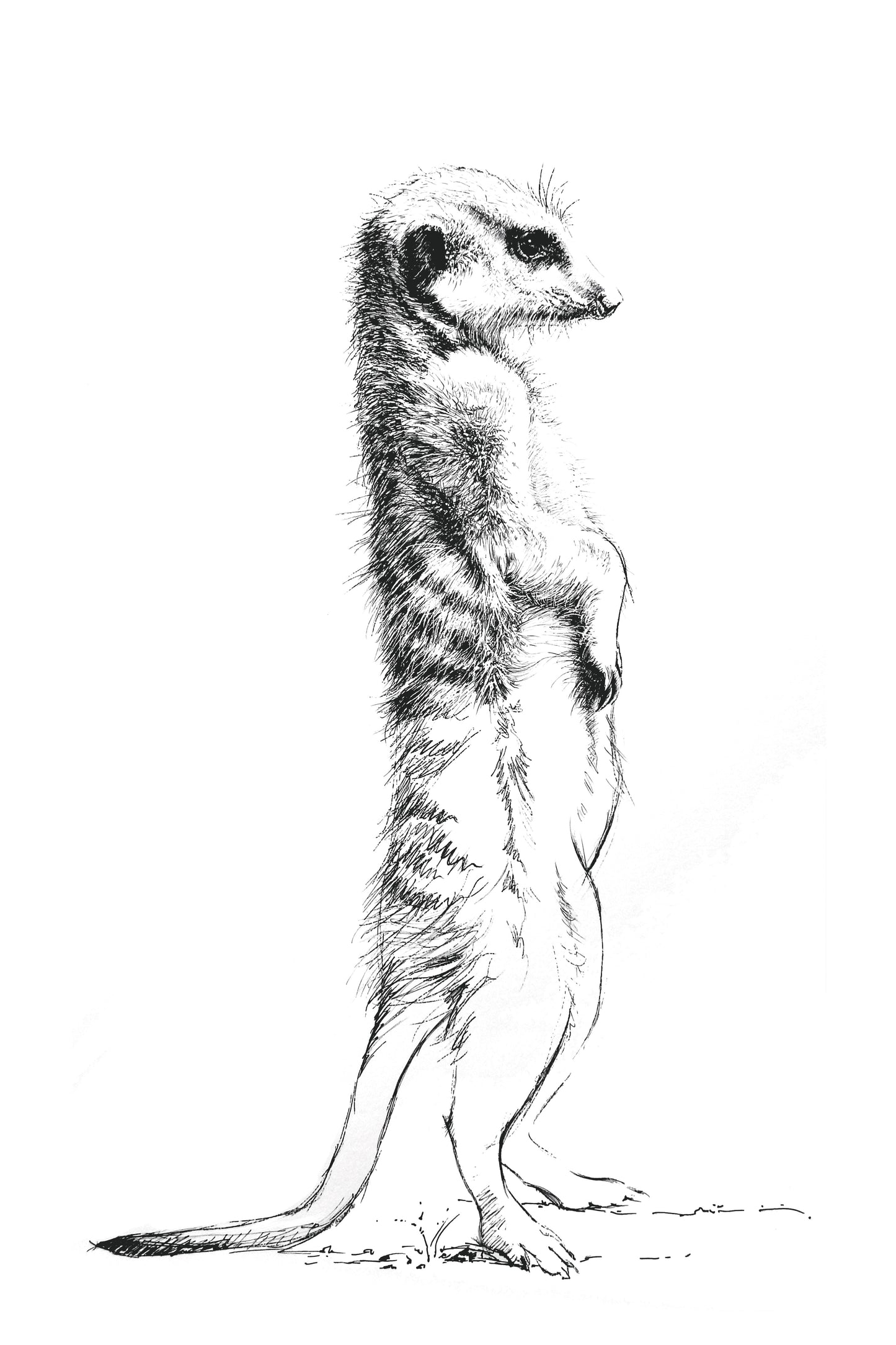 meerkat I | pen & ink