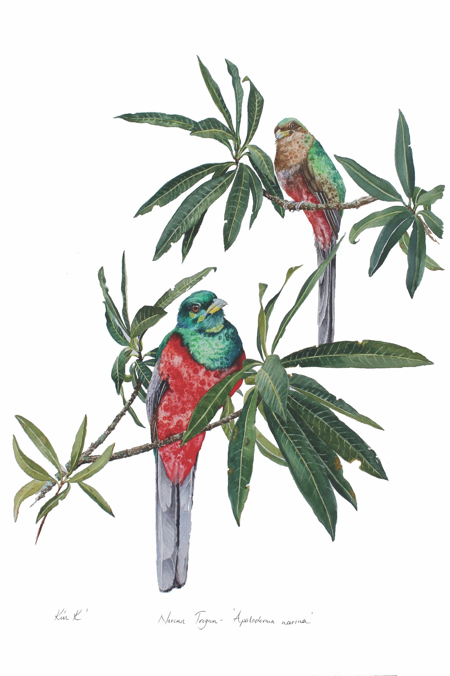 narina trojan | watercolour