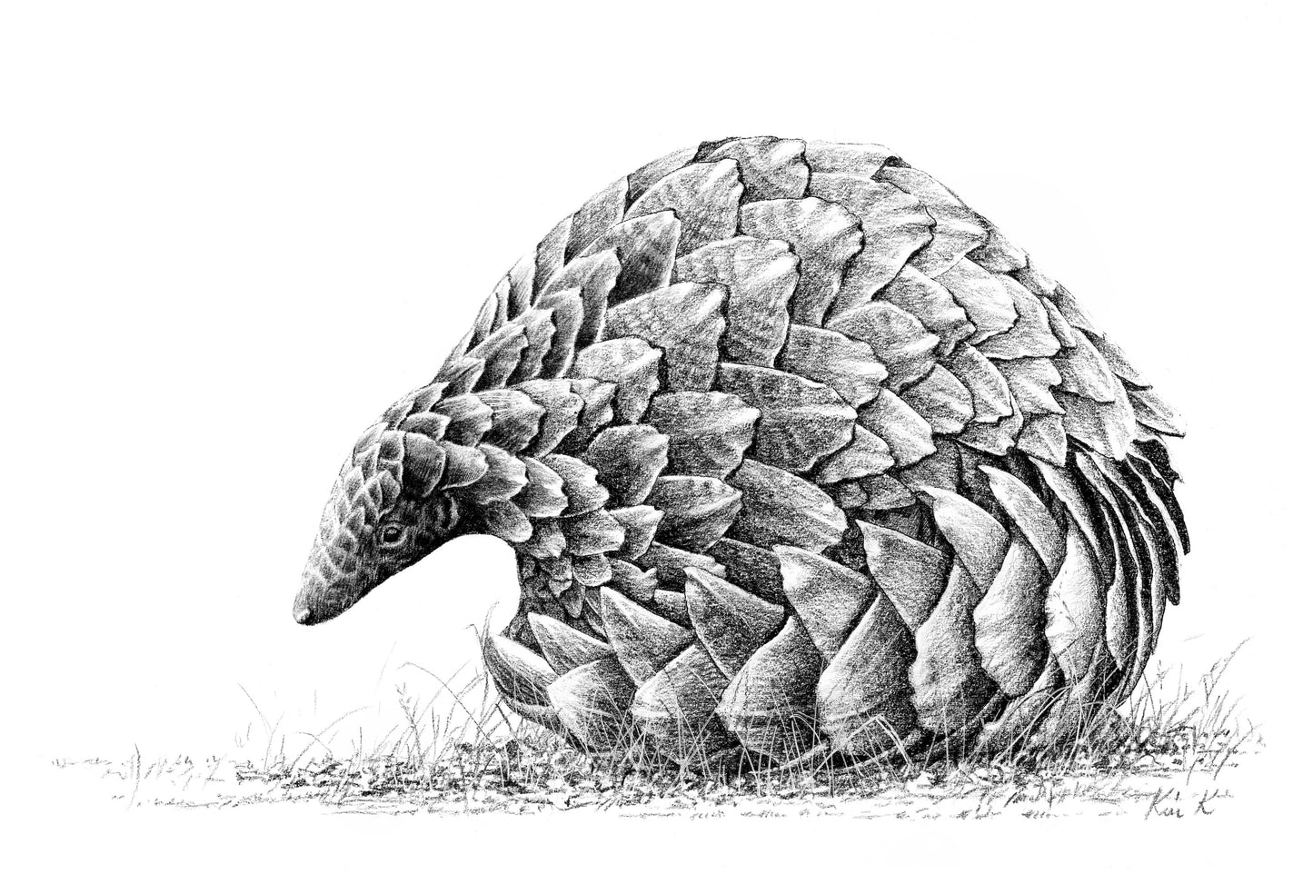 pangolin | wax pencil