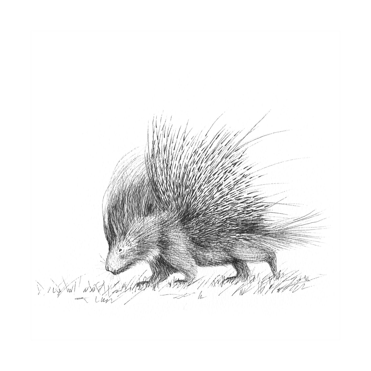 porcupine | pen & ink
