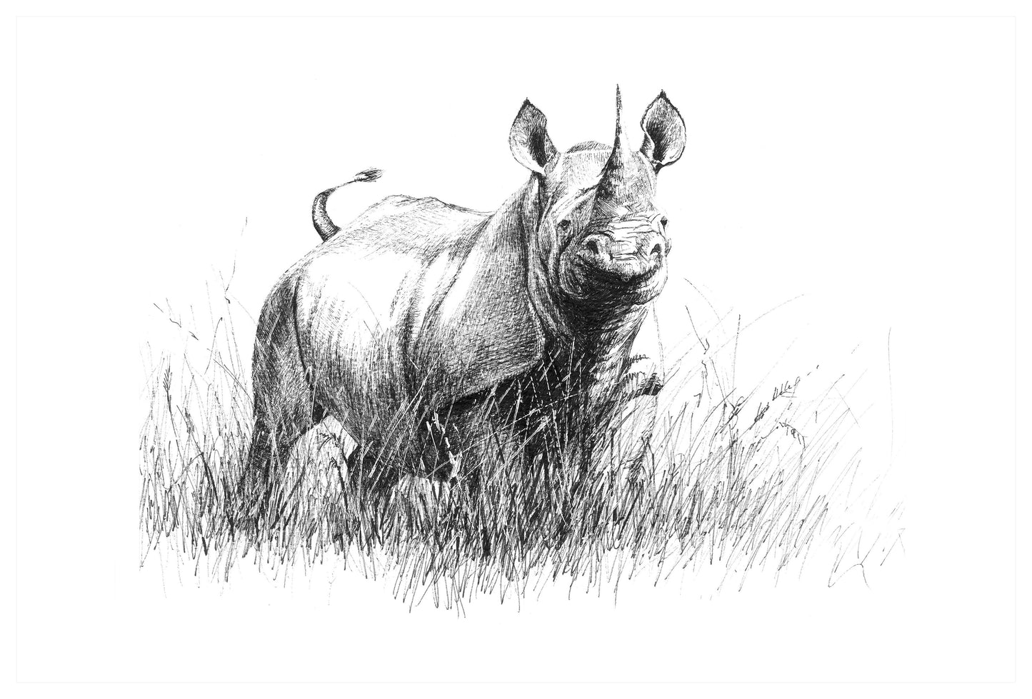 black rhino | pen & ink