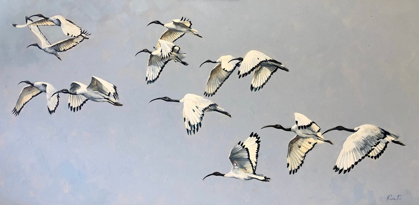 sacred ibis | oil on canvas