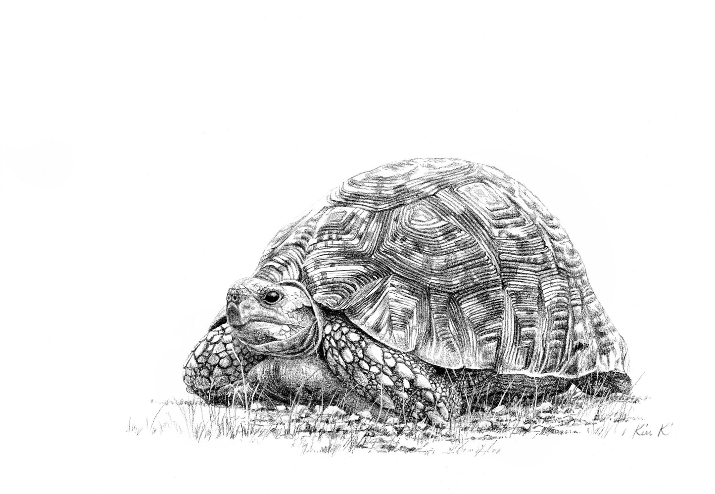'leopard tortoise' | wax pencil