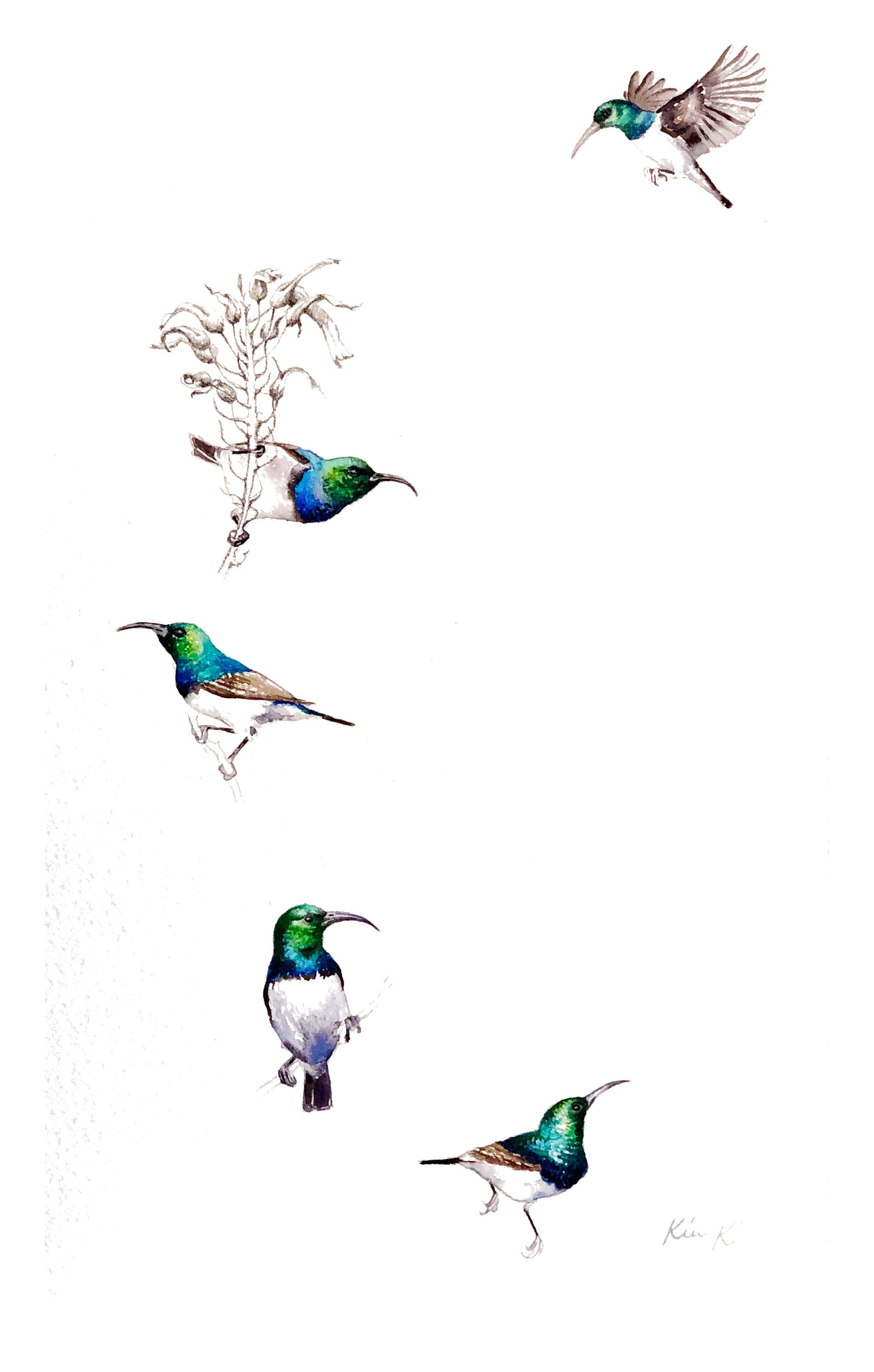 white bellied sunbird | watercolour & graphite