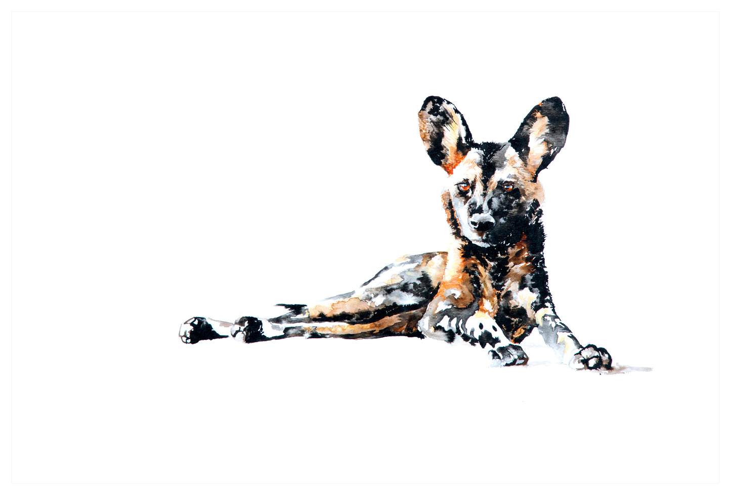 wild dog lying | watercolour