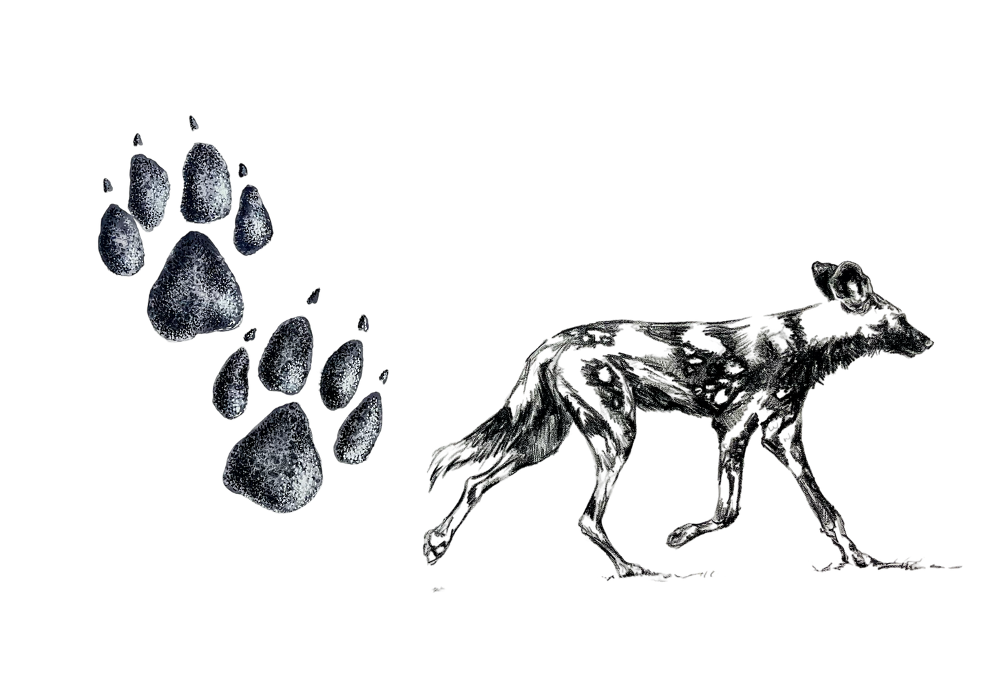 wild dog and spoor | watercolour & ink