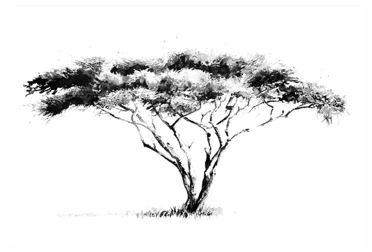 acacia tree | indian ink