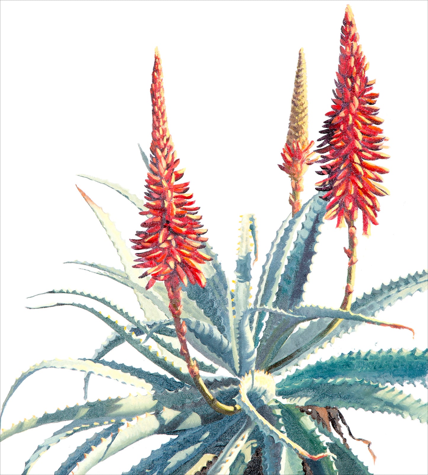 Aloe arborescens | oil on canvas