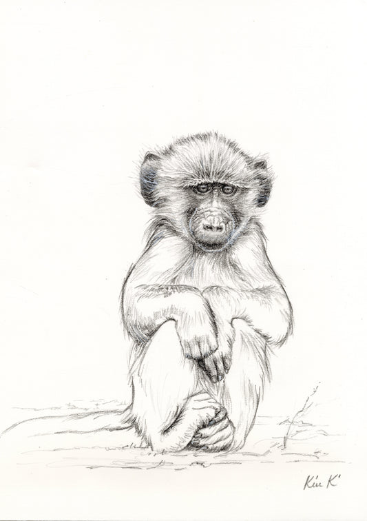 baboon baby holding hands & feet | graphite