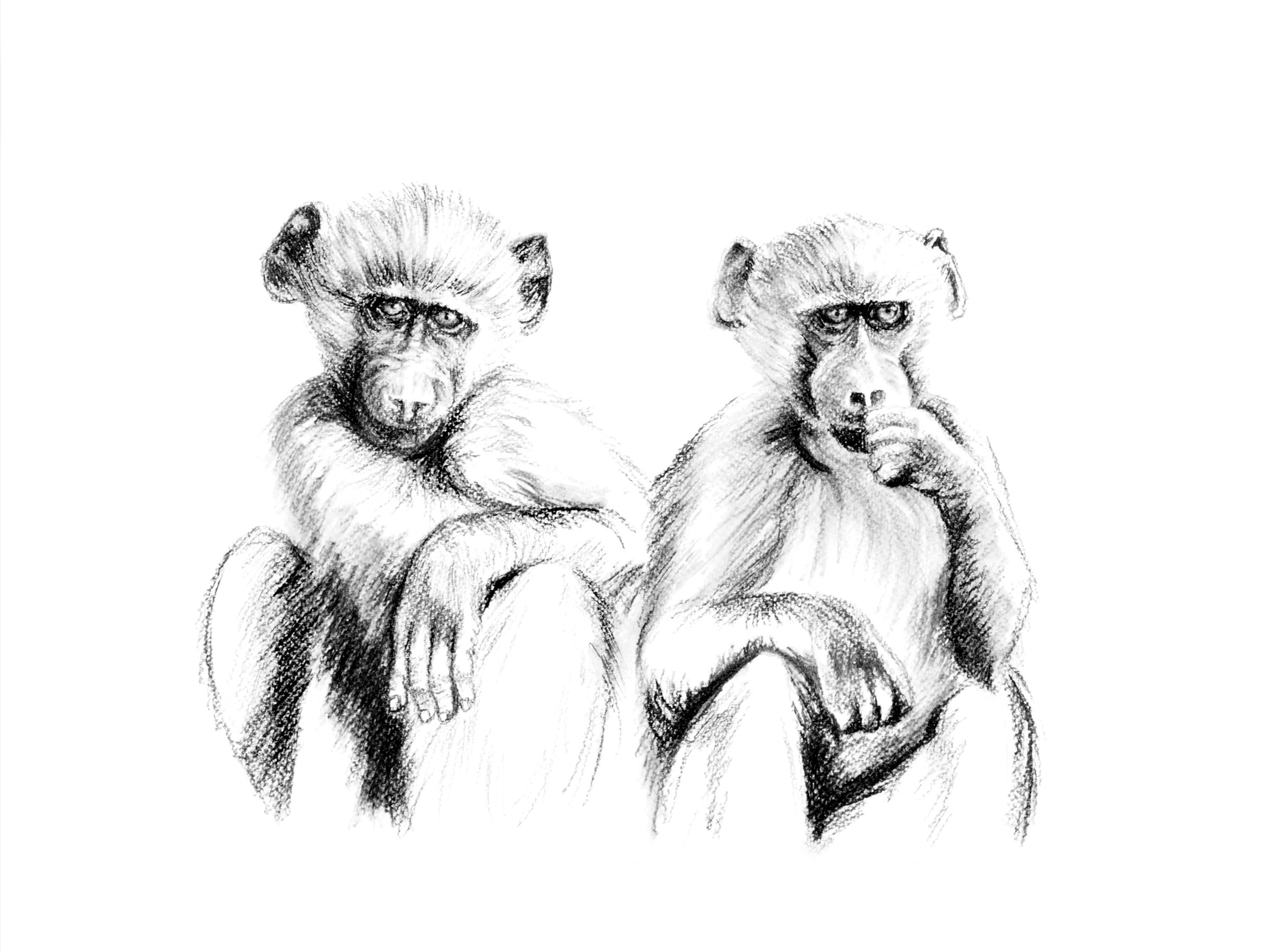baboon babies   |   charcoal