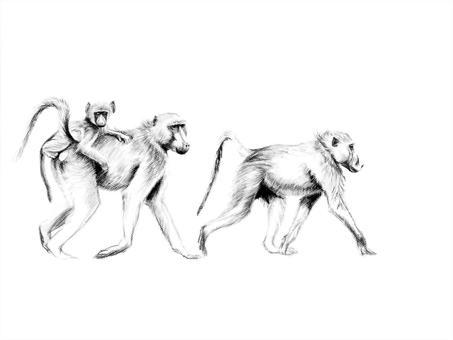baboons walking | charcoal