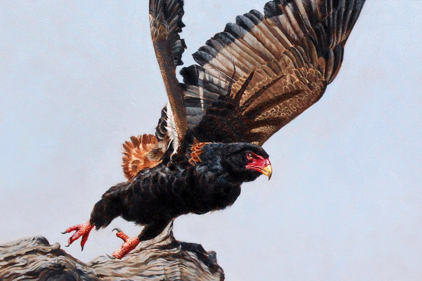 bateleur    |    oil on canvas