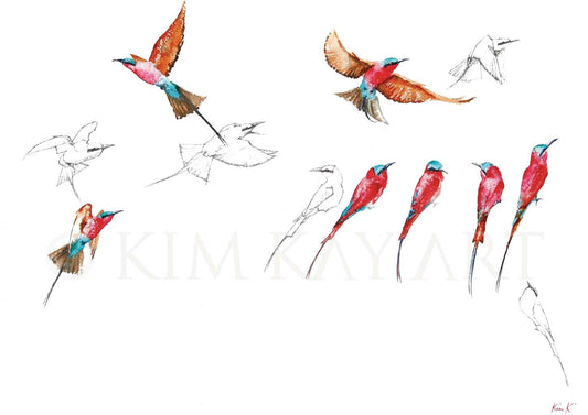 bee eaters & carmines | watercolour & graphite